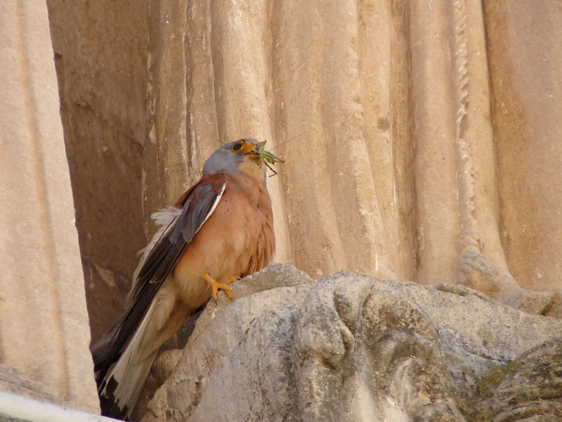 Il Falco Grillaio